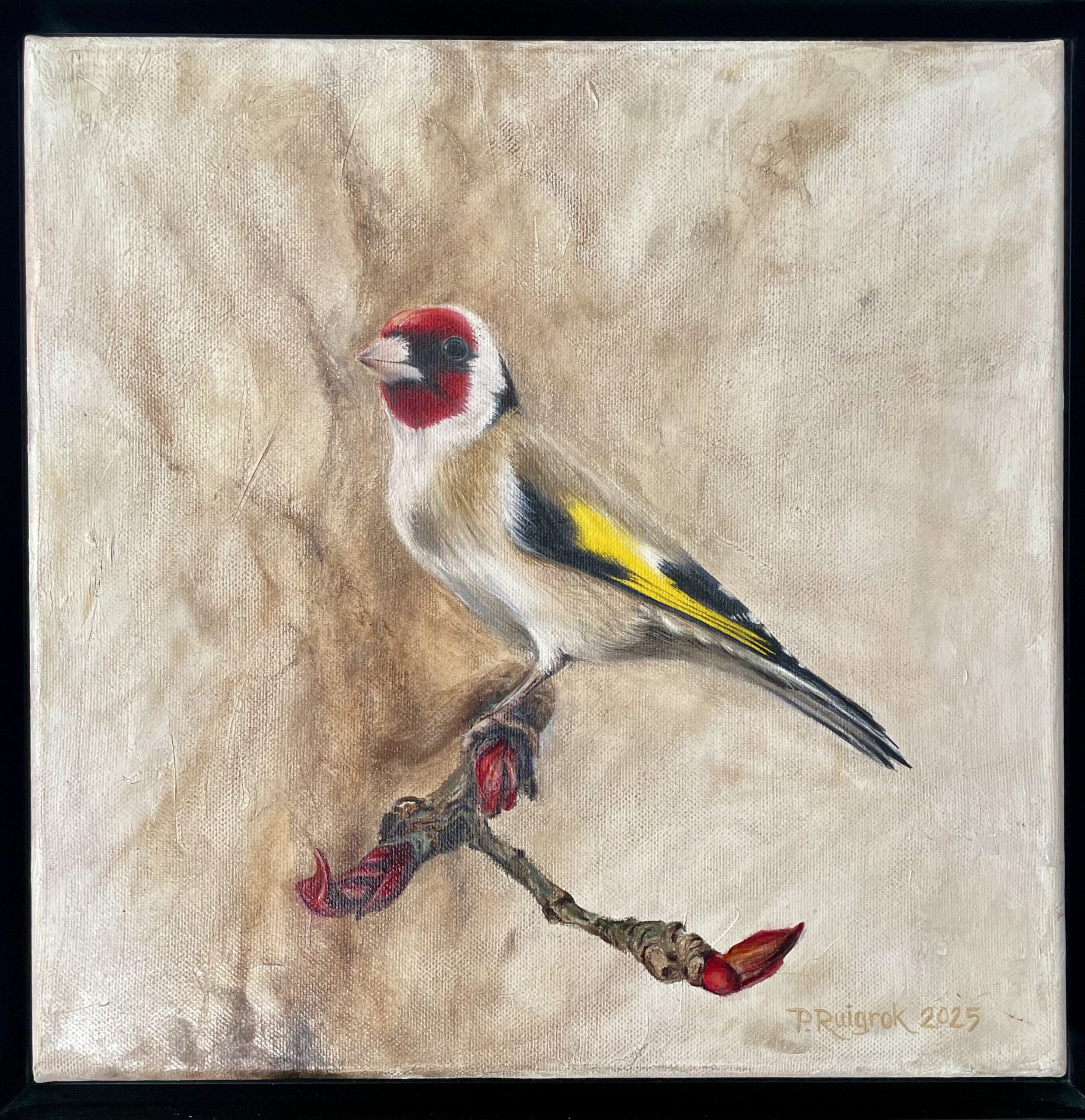 Puttertje/Distelvink/Goldfinch