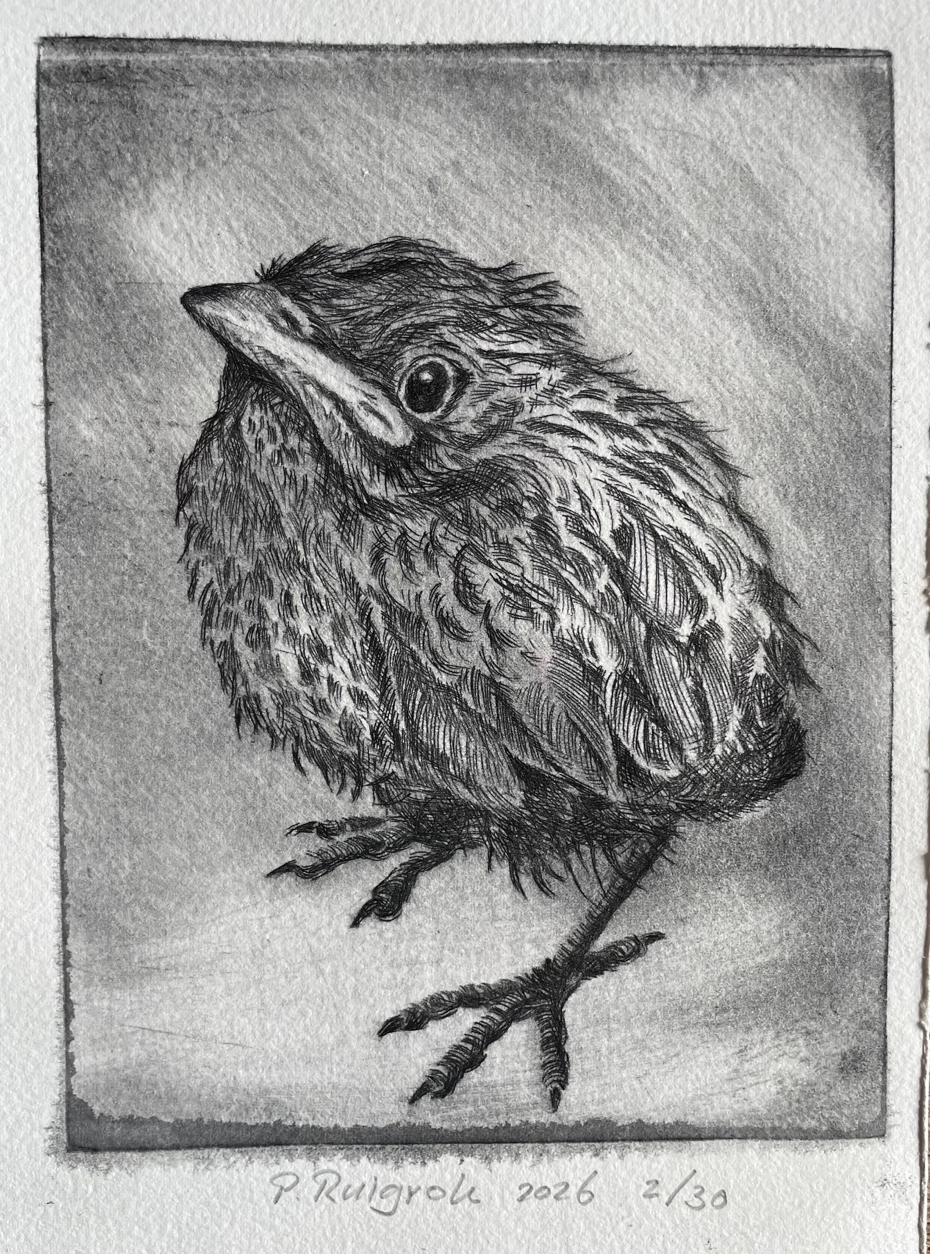 Ink press young birds